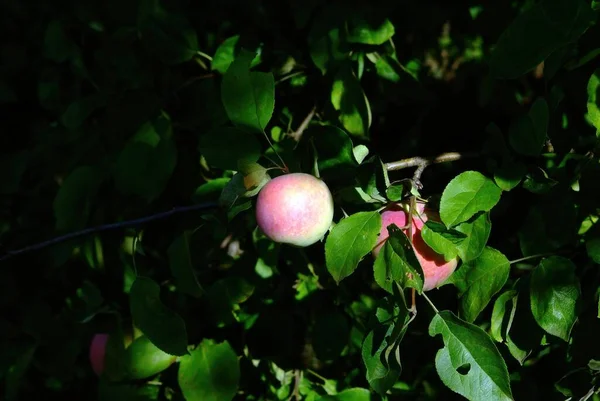 Pomme Accrochée Une Branche Ombre Été — Photo