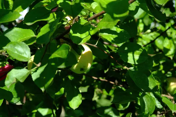 Pomme Accrochée Une Branche Ombre Été — Photo