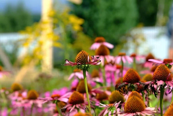 Красивые Цветы Начинают Увядать Саду Летом — стоковое фото
