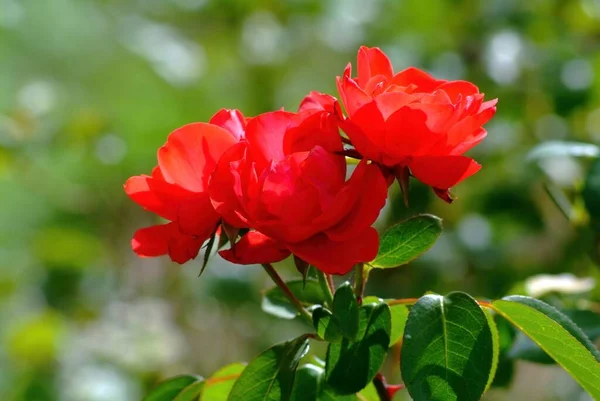Φωτεινό Κόκκινο Τριαντάφυλλο Ένα Παρτέρι Στον Κήπο Καλοκαίρι — Φωτογραφία Αρχείου