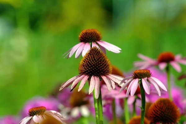 Hermosas Flores Comienzan Marchitarse Jardín Verano — Foto de Stock