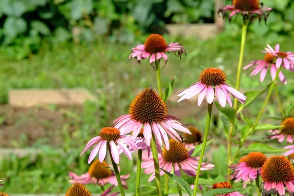 Krásné Květiny Začínají Uvadat Zahradě Létě — Stock fotografie
