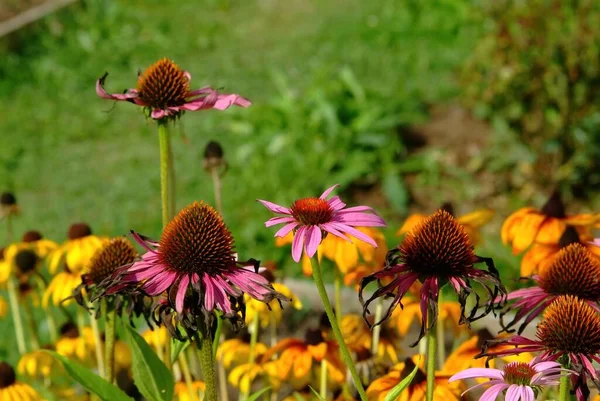 Красиві Квіти Починають Янути Саду Влітку — стокове фото