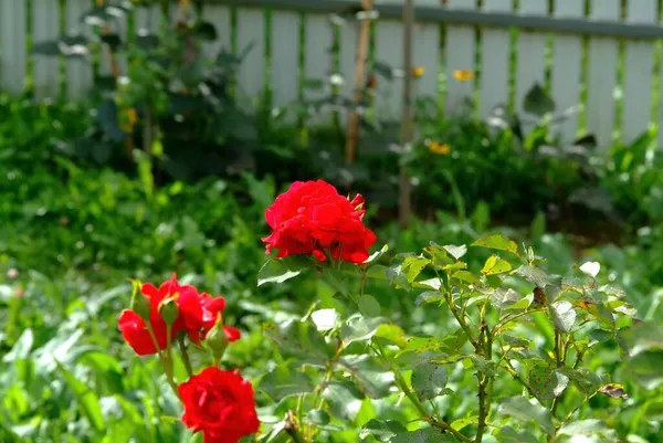 Parlak Kırmızı Gül Bir Çiçek Tarlasında Yazın — Stok fotoğraf