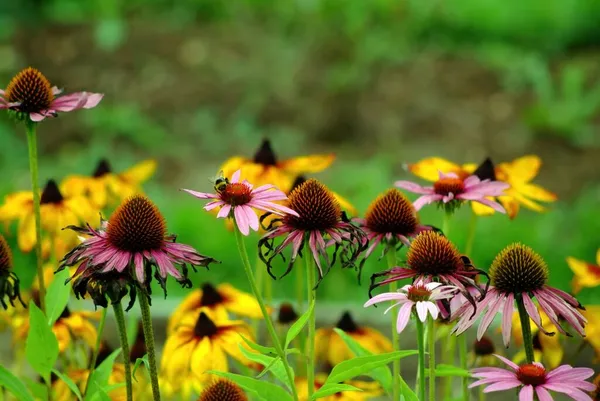 Hermosas Flores Comienzan Marchitarse Jardín Verano — Foto de Stock