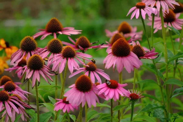 Schöne Blumen Beginnen Garten Welken Sommer — Stockfoto