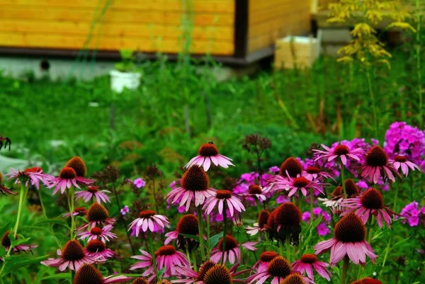 Čmeláci Sbírají Pyly Květinách Zahradě Létě — Stock fotografie