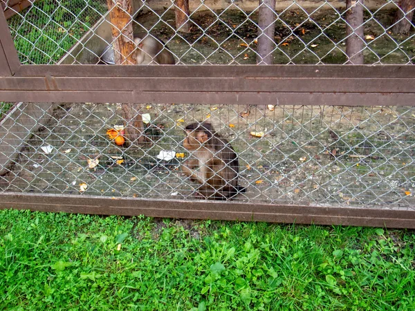 원숭이는 여름에 동물원의 사육장에서 과일을 먹습니다 — 스톡 사진