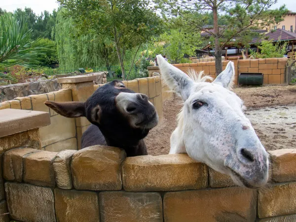 Black White Donkeys Zoo Summer — Stock Photo, Image