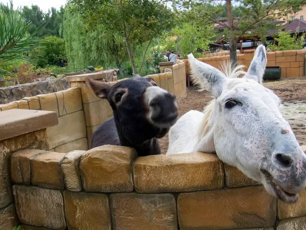 Ânes Noirs Blancs Dans Zoo Été — Photo