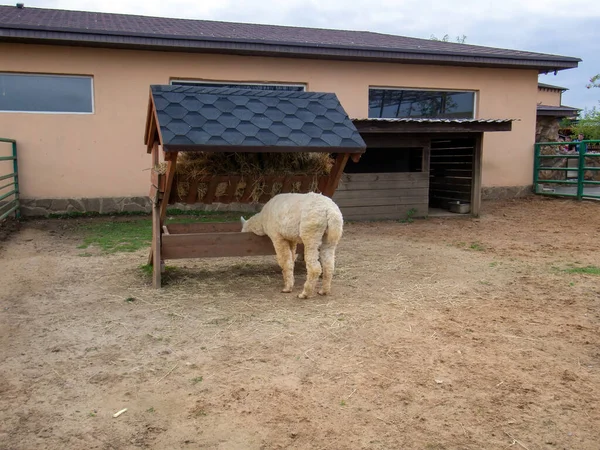 Tüylü Lama Yazın Hayvanat Bahçesindeki Bir Besleyiciden Yer — Stok fotoğraf
