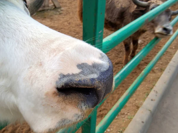 Vacas Montaña Peluda Zoológico Verano —  Fotos de Stock