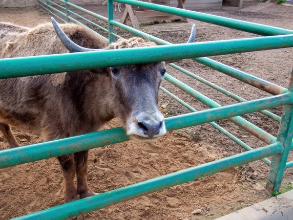 Vacas Montaña Peluda Zoológico Verano —  Fotos de Stock