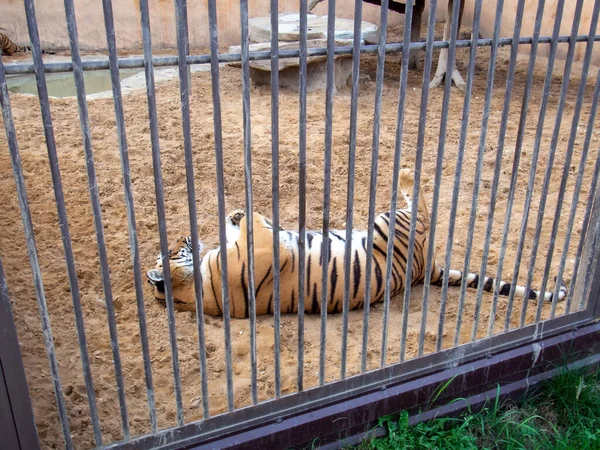 Tiger Rests Sand Zoo Summer — Stock Photo, Image