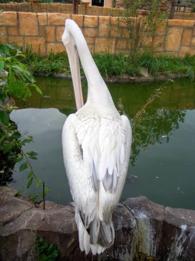 Pelikan yazın hayvanat bahçesindeki göletin yanında oturur.