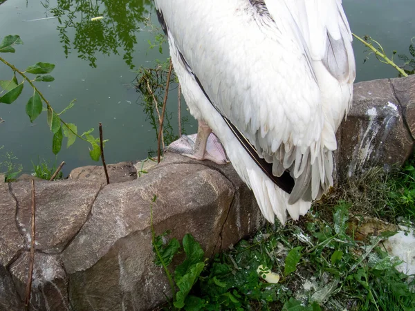 Пеликан Сидит Пруда Зоопарке Летом — стоковое фото