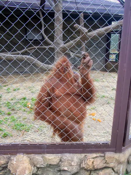 Orangutan Kratkami Zoo Latem — Zdjęcie stockowe