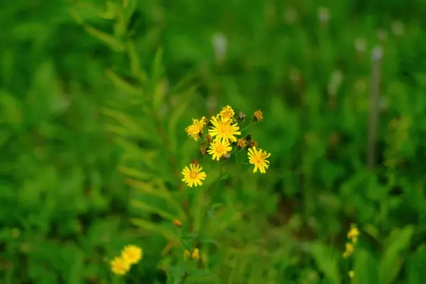 Pequeñas Flores Amarillas Sobre Hierba Silvestre Verano — Foto de Stock