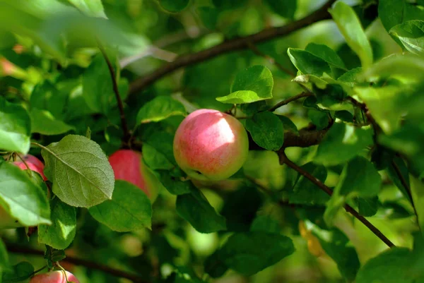 Яблуко Дозріває Гілці Саду Влітку — стокове фото