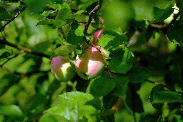 Apple Ripens Branch Garden Summer — Stock Photo, Image