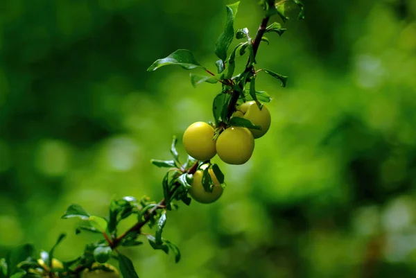 Quince Fruits Branch Garden Summer — Stock Photo, Image