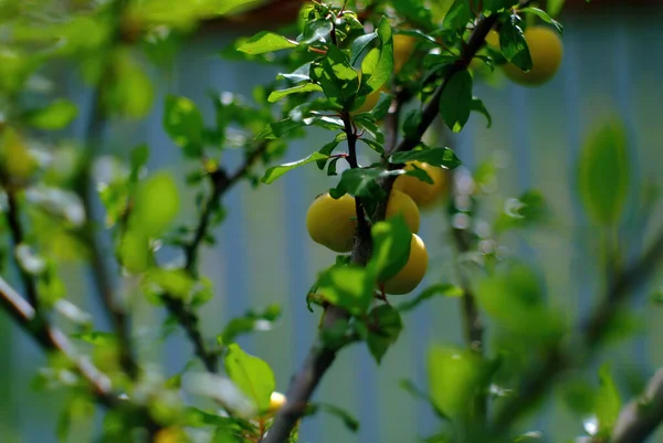 Bahçedeki Bir Dalda Ayva Meyvesi — Stok fotoğraf