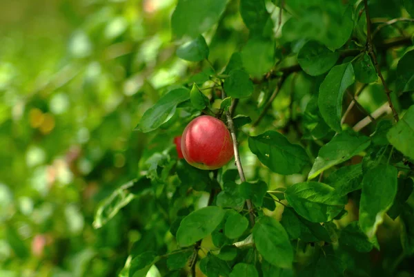Elmalar Bahçede Bir Dalda Olgunlaşır Yazın — Stok fotoğraf