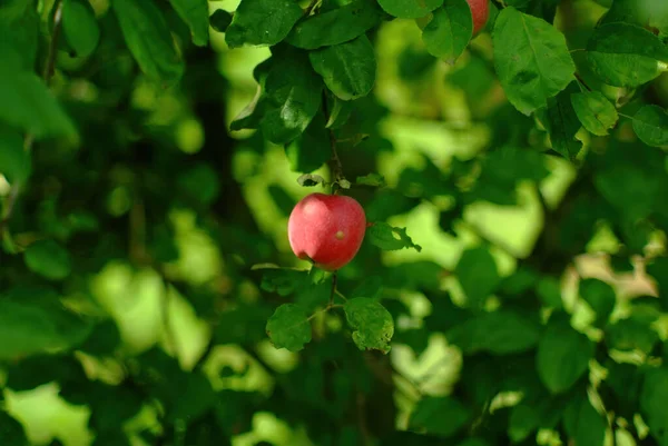 Apple Ripens Branch Garden Summer — Stock Photo, Image