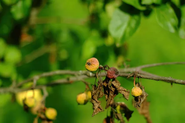 Dried Apple Branch Garden Summer — Stock Photo, Image