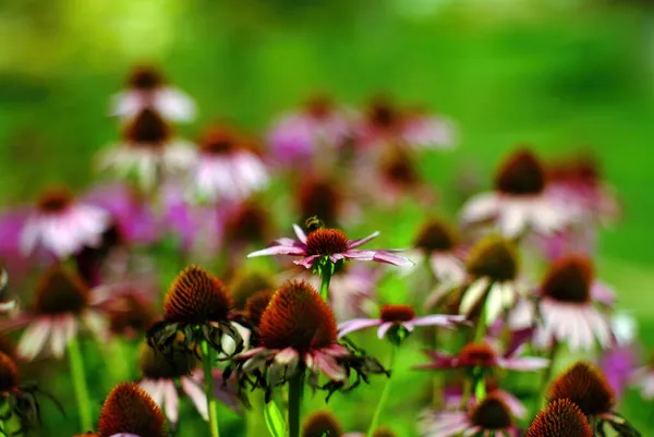 Hummel Sammelt Blütenstaub Sommer — Stockfoto