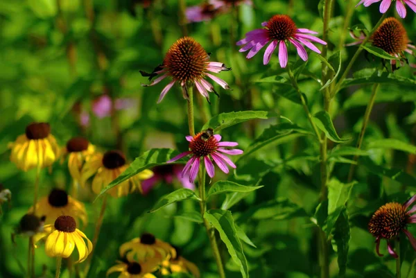 Hummel Sammelt Blütenstaub Sommer — Stockfoto