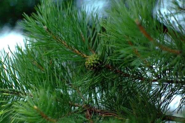 Yazın Noel Ağacında Olgunlaşmamış Yeşil Koniler — Stok fotoğraf