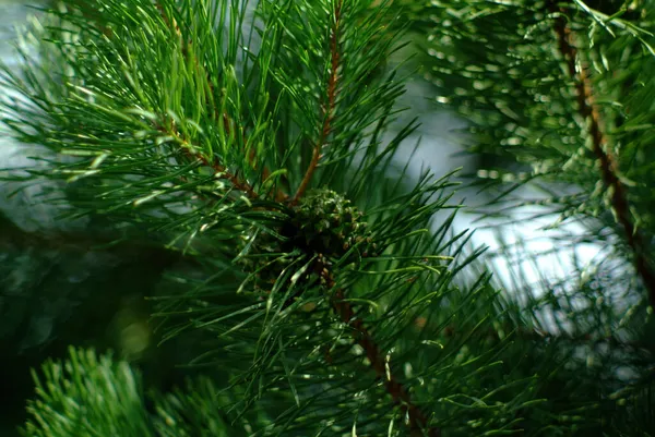 Cones Verdes Imaturos Árvore Natal Verão — Fotografia de Stock