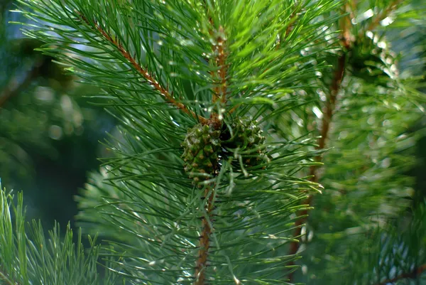 Ανώριμοι Πράσινοι Κώνοι Στο Χριστουγεννιάτικο Δέντρο Καλοκαίρι — Φωτογραφία Αρχείου