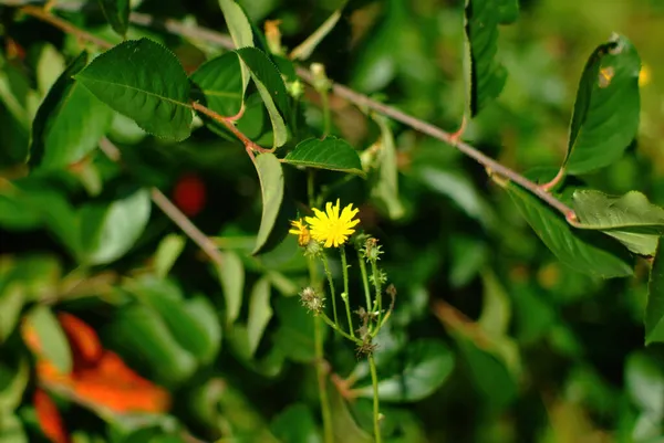 Pequenas Flores Amarelas Grama Selvagem Verão — Fotografia de Stock