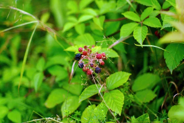 Brombeeren Auf Einem Zweig Garten Sommer — Stockfoto