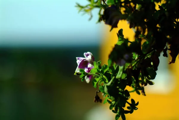 Petúnias Pote Aldeia Verão — Fotografia de Stock