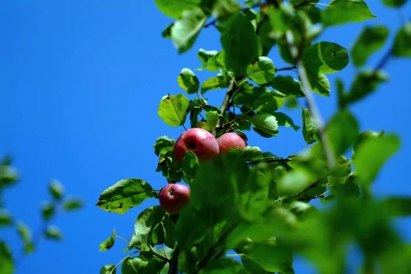Jablko Zraje Větvi Zahradě Létě — Stock fotografie