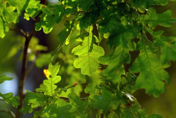Солнечный Свет Проникает Сквозь Дубовые Листья Лесу Летом — стоковое фото