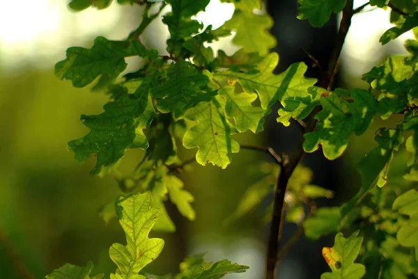 Солнечный Свет Проникает Сквозь Дубовые Листья Лесу Летом — стоковое фото