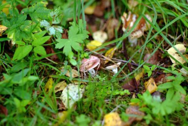 Yazın, ormandaki çimlerde küçük bir Russule.