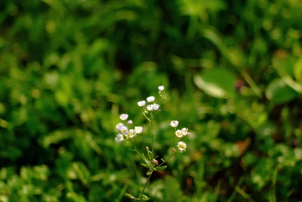 Pequeñas Flores Blancas Silvestres Bosque Verano —  Fotos de Stock
