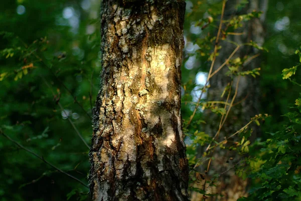 Solljus Björk Skogen Sommaren — Stockfoto