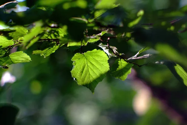 Luz Solar Folhas Tília Floresta Verão — Fotografia de Stock