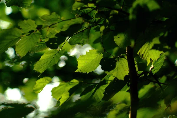 林登树叶上的阳光照射在森林里 — 图库照片