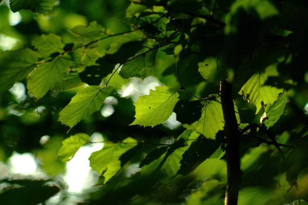 Solljus Lindblad Skogen Sommaren — Stockfoto