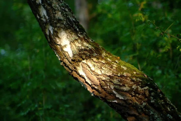 Solljus Björk Skogen Sommaren — Stockfoto