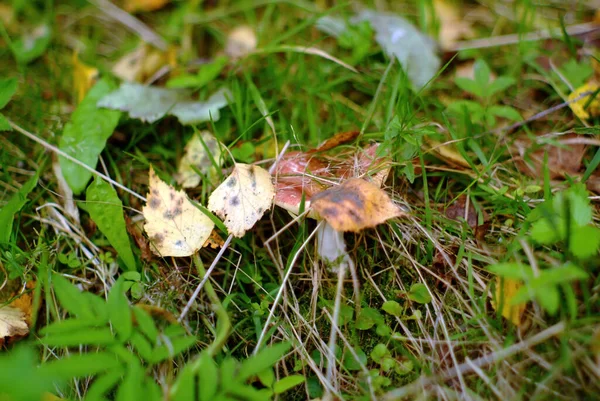 Trochę Russule Trawie Lesie Lecie — Zdjęcie stockowe