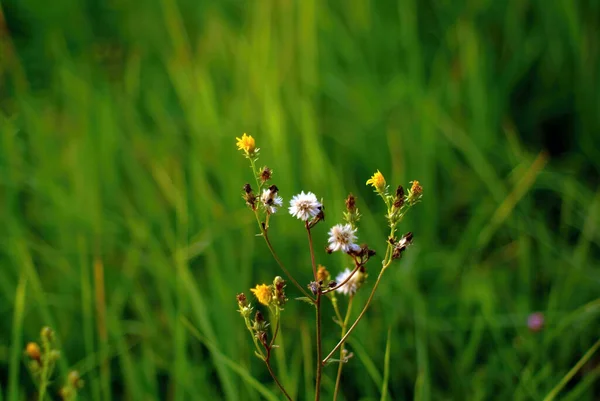 Pequenas Flores Brancas Selvagens Floresta Verão — Fotografia de Stock