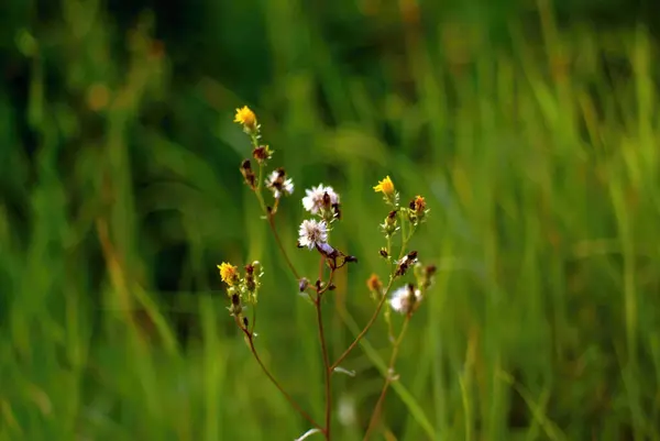 Kis Vadfehér Virágok Erdőben Nyáron — Stock Fotó